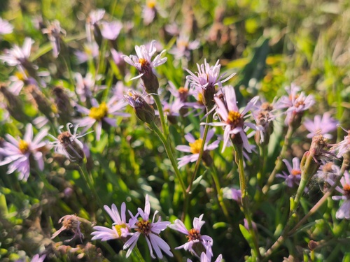 Tripolium pannonicum, photograph 3