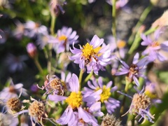 Tripolium pannonicum, photograph (c) arthur_haendler, some rights reserved (CC BY)