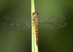 Orchithemis xanthosoma