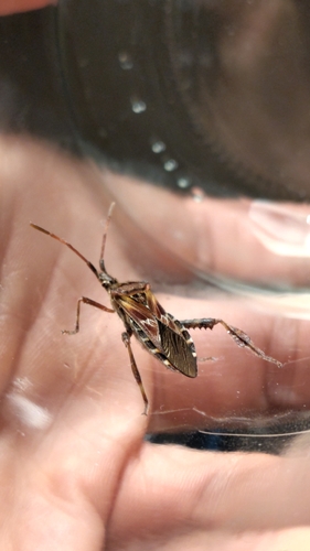 Western Conifer Seed Bug