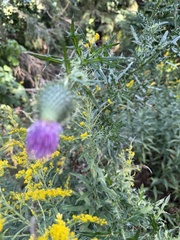 (c) Hunter Hammil, some rights reserved (CC BY) Cirsium vulgare, photograph (c) Hunter Hammil, some rights reserved (CC BY)