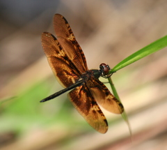 Rhyothemis obsolescens