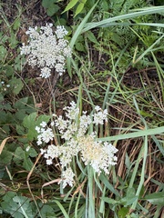 Daucus carota, photograph (c) Hunter Hammil, some rights reserved (CC BY)