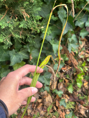Carex pendula