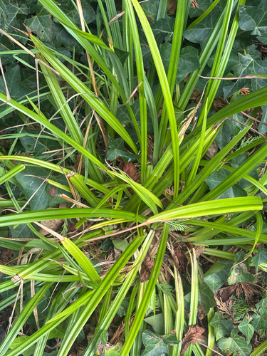 Carex pendula, photograph 2