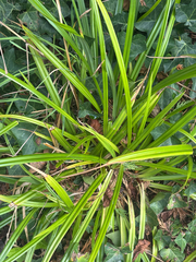 (c) Iona Cowell, some rights reserved (CC BY) Carex pendula, photograph (c) Iona Cowell, some rights reserved (CC BY)