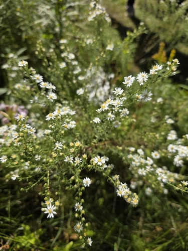 Symphyotrichum ericoides