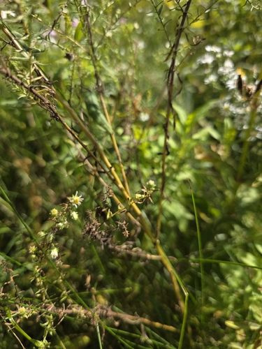 Symphyotrichum ericoides, photograph 2