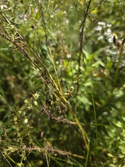 author not stated, no rights reserved Symphyotrichum ericoides, photograph author not stated, no rights reserved