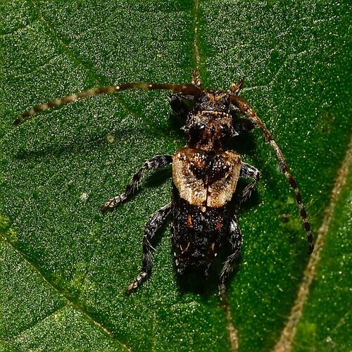 lesser thorn-tipped longhorn beetle