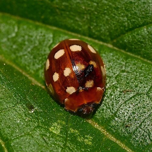 Cream-spotted Ladybird