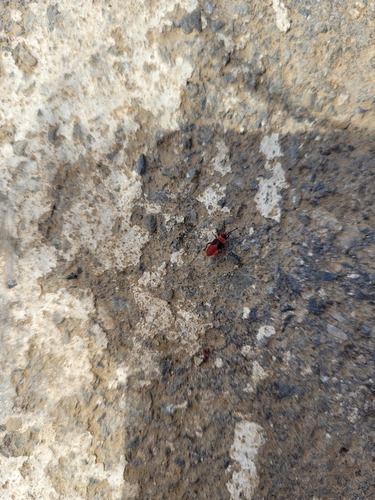 iNaturalist observation photo of Mediterranean red bug