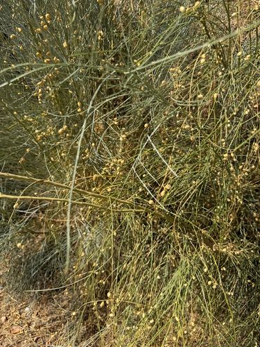 Yellow Bridal Broom