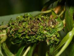 Stenacis triradiata