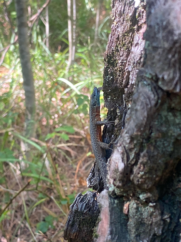 Blue-throated Keeled Lizard