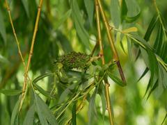 Stenacis triradiata
