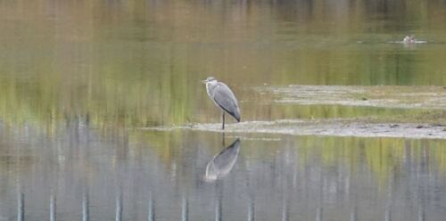 Grey Heron