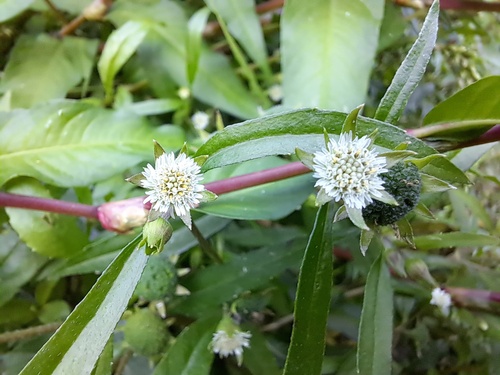 False Daisy