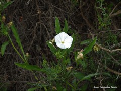 Convolvulus lineatus