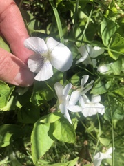 Viola alba