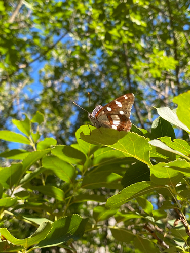 Southern White Admiral