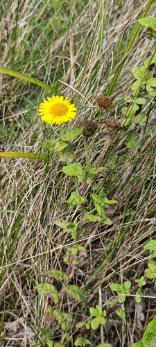 Pulicaria dysenterica, photograph 2