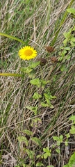 (c) Michel Langeveld, some rights reserved (CC BY) Pulicaria dysenterica, photograph (c) Michel Langeveld, some rights reserved (CC BY)