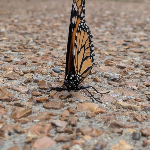 Monarch