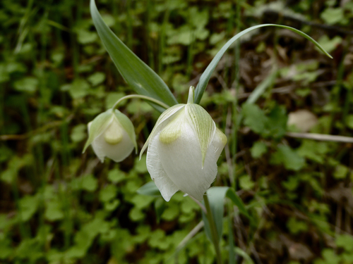 iNaturalist observation photo of White Globe Lily
