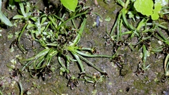 Cyperus fuscus, photograph author not stated, no rights reserved