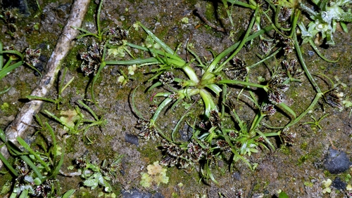 Cyperus fuscus, photograph 2