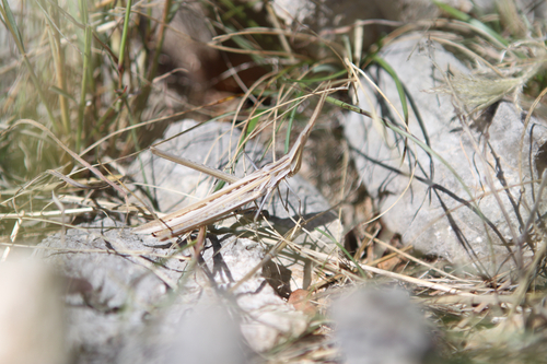 Mediterranean Slant-faced Grasshopper