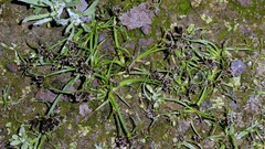 Cyperus fuscus