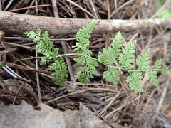 Paesia scaberula