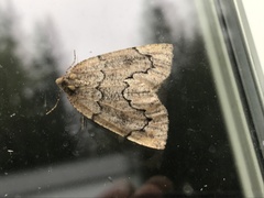 Spodolepis substriataria