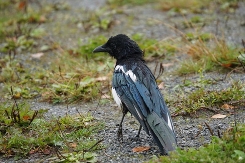 Eurasian Magpie