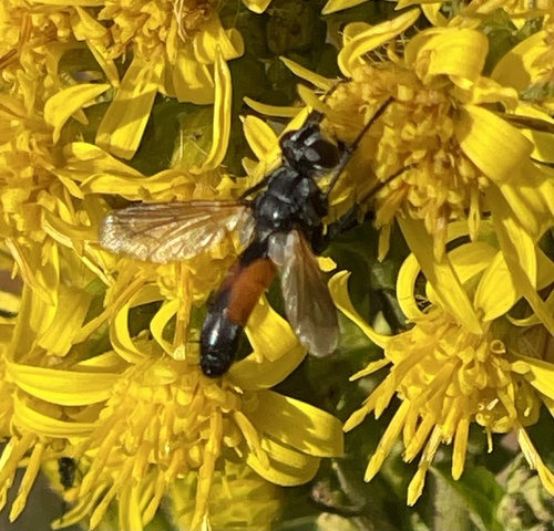 Cylindromyia brassicaria