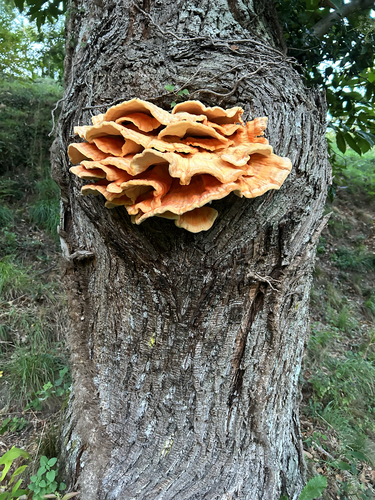 chicken of the woods