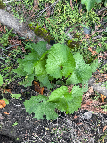 Alliaria petiolata