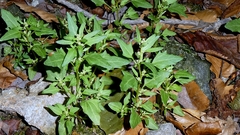 Oxybasis rubra