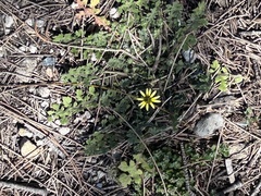 Arctotheca calendula, photograph (c) Tony Eales, some rights reserved (CC BY-SA)