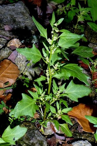 Oxybasis rubra, photograph 1