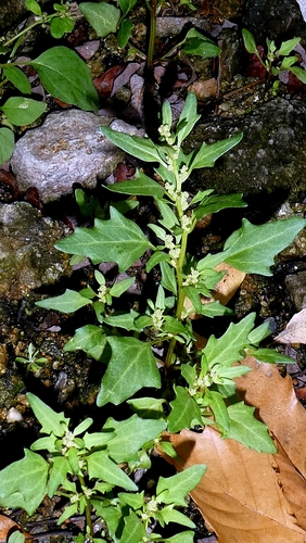 Oxybasis rubra, photograph 2