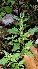 Oxybasis rubra, photograph author not stated, no rights reserved