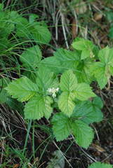 Rubus saxatilis