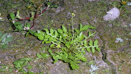 Rorippa palustris, photograph 5