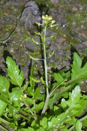 Rorippa palustris, photograph 6