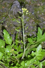 Rorippa palustris, photograph author not stated, no rights reserved