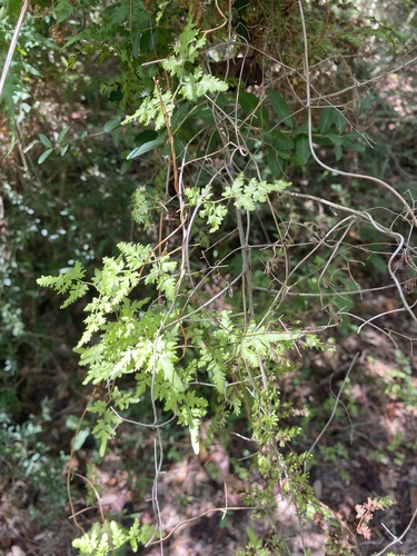 Lygodium japonicum