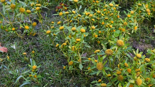 Bidens radiata, photograph 2